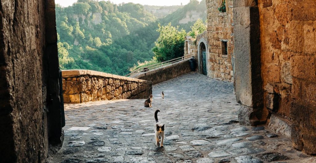 Gatti che passeggiano per le strade di San Gimignano